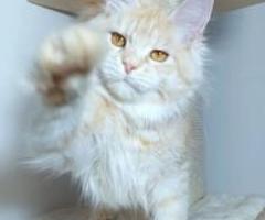 Great Companion Maine Coon Kittens - Quezon City