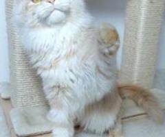 Great Companion Maine Coon Kittens - Quezon City