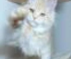Great Companion Maine Coon Kittens - Quezon City
