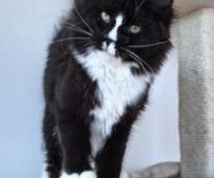 Maine coon Kitten available and ready to go - Dasmariñas