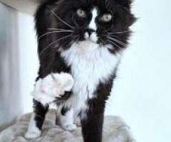 Maine coon Kitten available and ready to go - Dasmariñas
