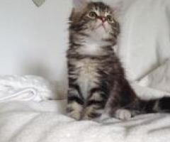 Maine Coon kittens - Quezon City