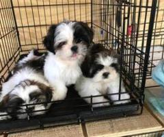 Shi Tzu Puppies - Bucay