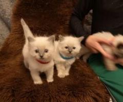 Ragdoll kittens - Quezon City