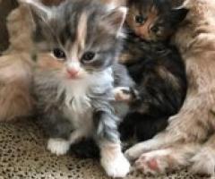 Stunning Maine Coon kittens Cream, Tabby, Smoke - Glan
