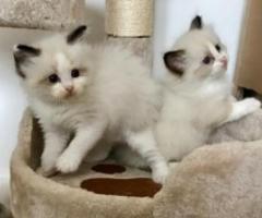 Blue point & colour point ragdoll kittens - Tayabas
