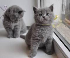 Pagal and Eglah British shorthair kittens - Cabatuan