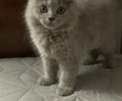 British shorthair x British longhair - Parañaque