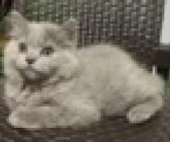 British shorthair x British longhair - Parañaque