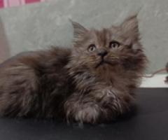 For rehoming - persian - Lipa City