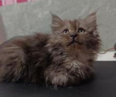 For rehoming - persian - Lipa City