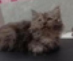 For rehoming - persian - Lipa City