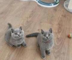 Special kittens to adopt - General Antonio Luna