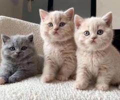 British Shorthaired - Makati