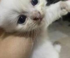 Persian Kitten - Quezon City