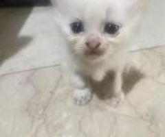 Persian Kitten - Quezon City