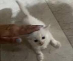 Persian Kitten - Quezon City