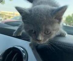 Cute British Short hair kitten - Manila