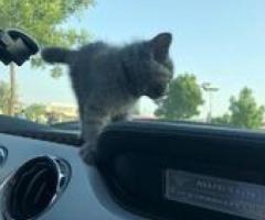 Cute British Short hair kitten - Manila