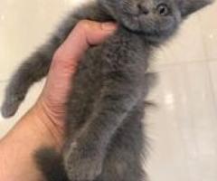 Cute British Short hair kitten - Manila