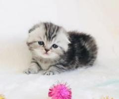 Stunning Scottish Fold Kittens - Manila
