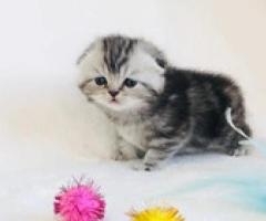 Stunning Scottish Fold Kittens - Manila