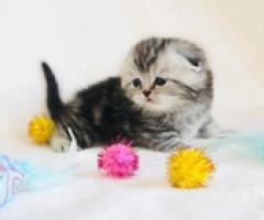 Stunning Scottish Fold Kittens - Manila