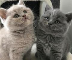 Fluffy british kittens - San Francisco