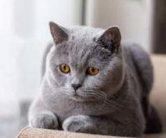 British Short Hair Cat - Tarlac