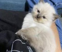 Persian x Siamese x Himalayan Kittens for Sale - Manila