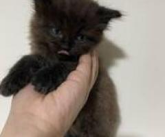 Persian x Siamese x Himalayan Kittens for Sale - Manila
