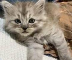 Persian x Siamese x Himalayan Kittens for Sale - Manila
