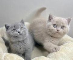 Kittens male and female - Taguig