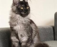 Main Coon kitten for sale - Cabangan