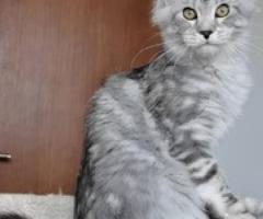 Main Coon kitten for sale - Cabangan