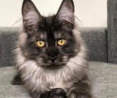 Main Coon kitten for sale - Cabangan