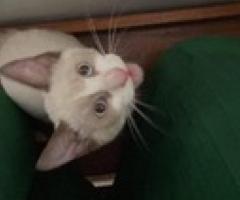 Snowshoe Siamese x British Shorthair - Quezon City