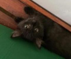 Snowshoe Siamese x British Shorthair - Quezon City