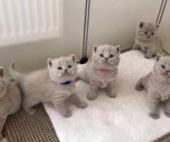 Proactive kittens british shorthairs - Taguig