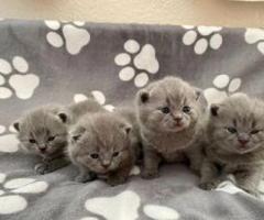 Pampered bsh kittens - Pasig