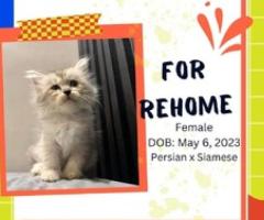 Persian x Siamese - Quezon City