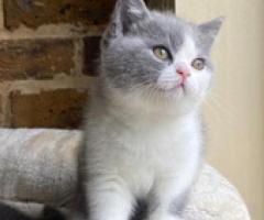 GCCF Registered British Shorthair Kitten for rehoming - Quezon City