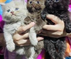 Persian kitten - Las Piñas City