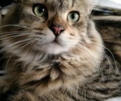 Persian cat - male brown tabby - Pasig