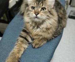 Persian cat - male brown tabby - Pasig