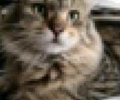 Persian cat - male brown tabby - Pasig