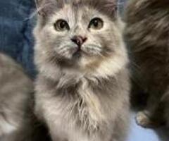 Pure Breed Persian Kittens - Pasig