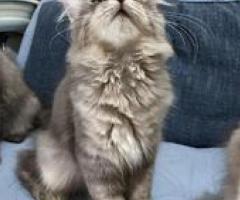 Pure Breed Persian Kittens - Pasig
