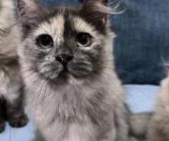 Pure Breed Persian Kittens - Pasig