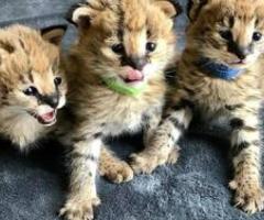 Beautiful caracal and serval kittens for sale in our cattery - Manila